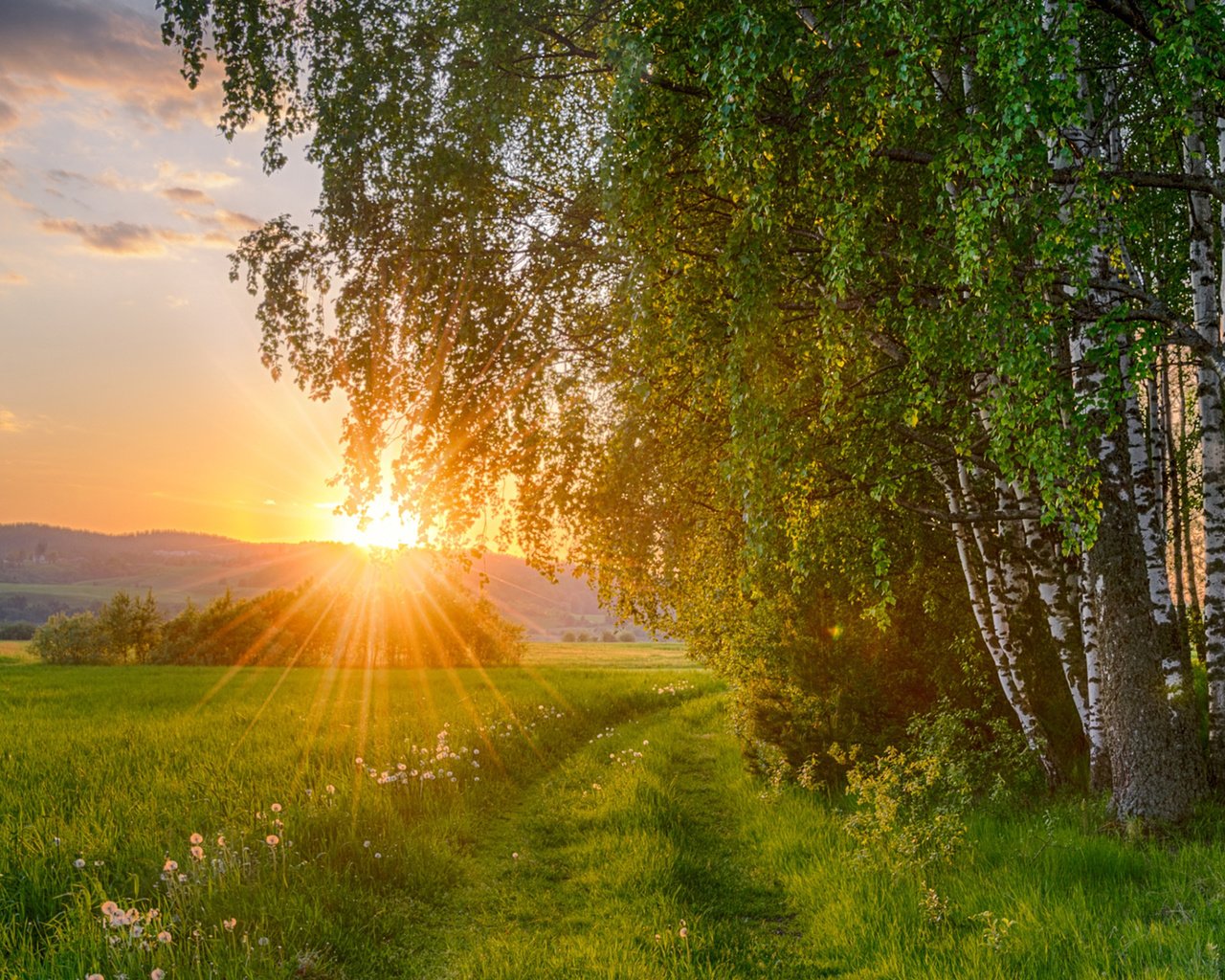 Обои солнце, природа, лес, закат, поле, березы, the sun, nature, forest, sunset, field, birch разрешение 1920x1200 Загрузить