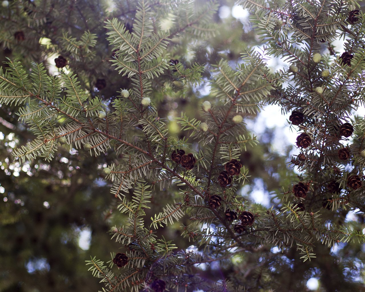 Обои дерево, хвоя, макро, ветки, ель, шишки, tree, needles, macro, branches, spruce, bumps разрешение 2880x1800 Загрузить