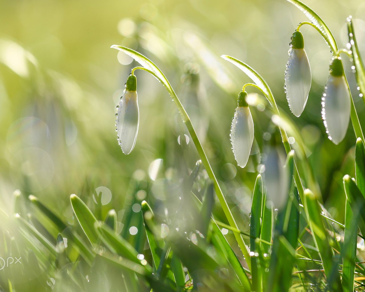 Обои цветы, капли, весна, подснежники, kimber leigh, flowers, drops, spring, snowdrops разрешение 1920x1200 Загрузить