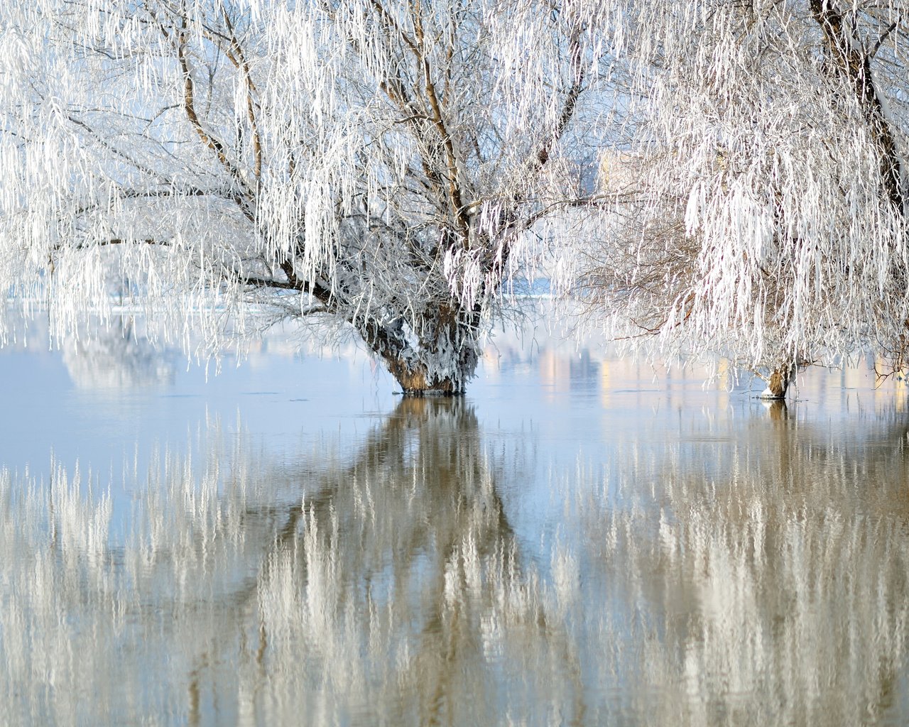 Обои озеро, природа, зима, отражение, иней, ивы, lake, nature, winter, reflection, frost, willow разрешение 3840x2400 Загрузить