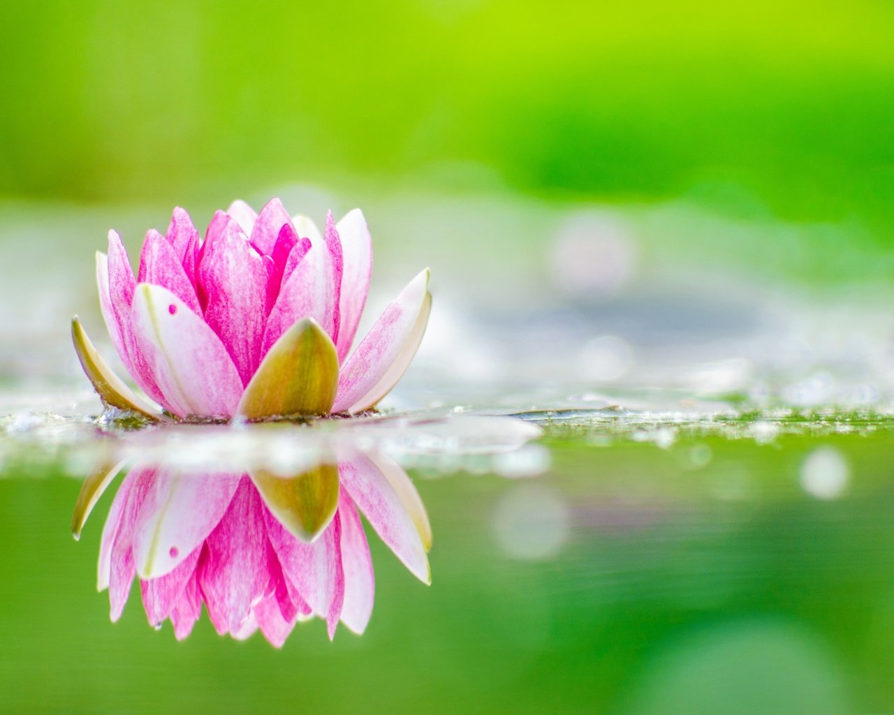 Обои цветок, лепестки, лотос, пруд, flower, petals, lotus, pond разрешение 2880x1800 Загрузить