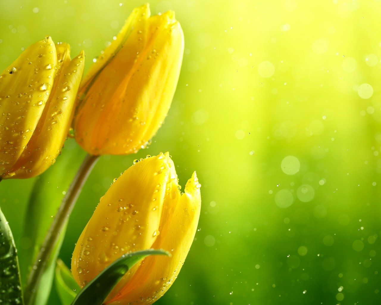 Обои цветы, жёлтые тюльпаны, вода, зелень, бутоны, листья, капли, блики, тюльпаны, flowers, yellow tulips, water, greens, buds, leaves, drops, glare, tulips разрешение 2880x1800 Загрузить