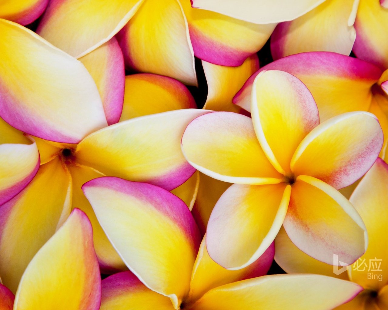 Обои цветы, лепестки, плюмерия, франжипани, flowers, petals, plumeria, frangipani разрешение 1920x1200 Загрузить