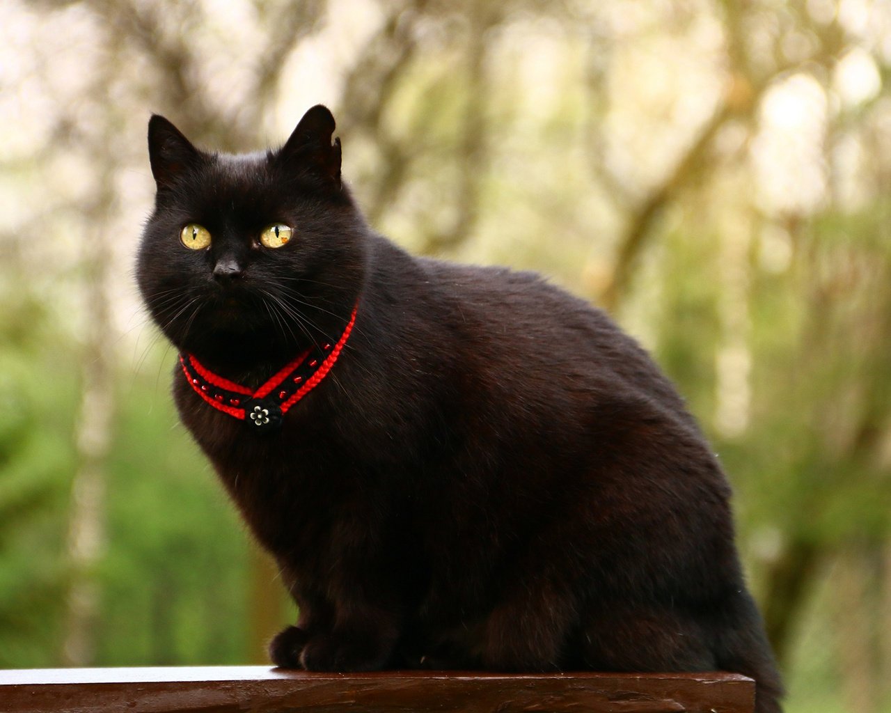 Обои глаза, фон, кот, усы, кошка, взгляд, кот.черный, eyes, background, cat, mustache, look, cat.black разрешение 1920x1200 Загрузить