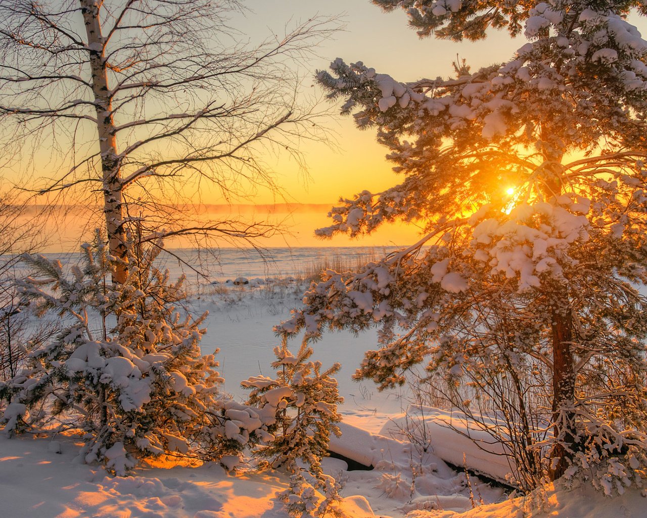 Обои деревья, солнце, природа, зима, утро, trees, the sun, nature, winter, morning разрешение 1920x1200 Загрузить