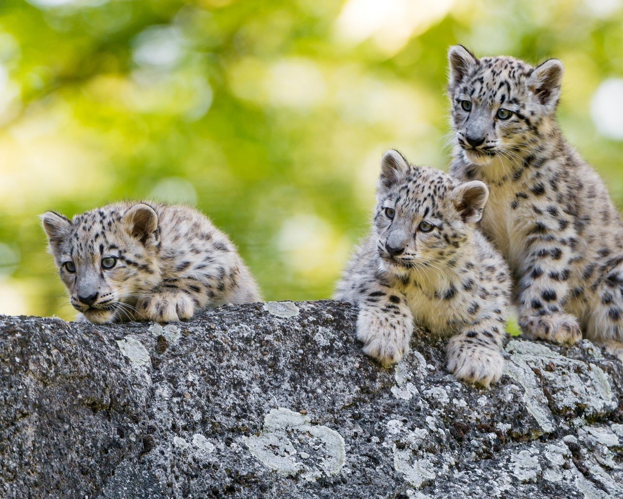 Обои снежный барс, ирбис, детеныши, snow leopard, irbis, cubs разрешение 2880x1800 Загрузить