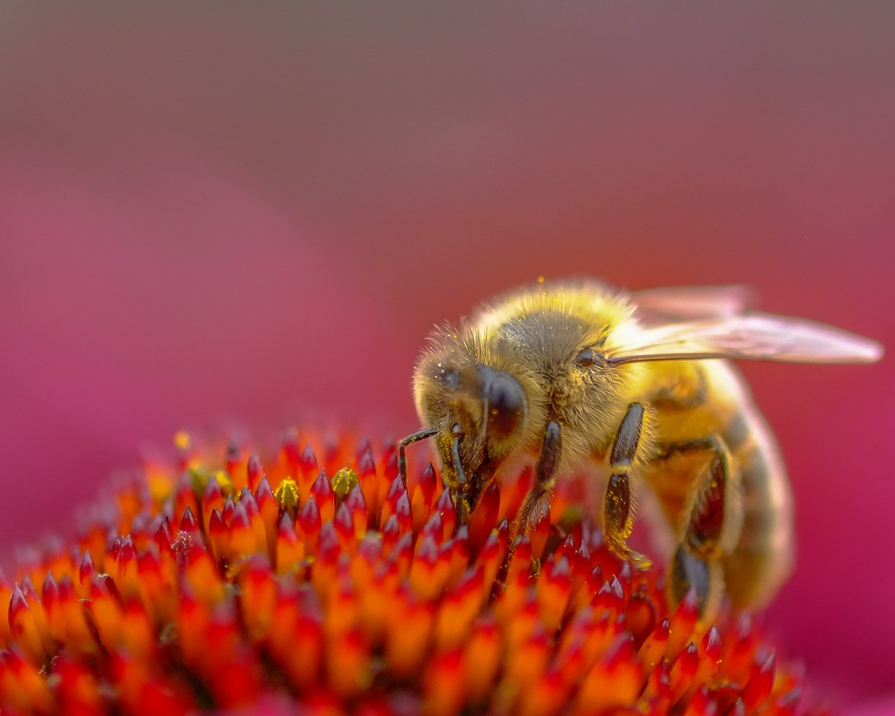 Обои насекомое, цветок, пчела, пыльца, эхинацея, insect, flower, bee, pollen, echinacea разрешение 2955x1741 Загрузить