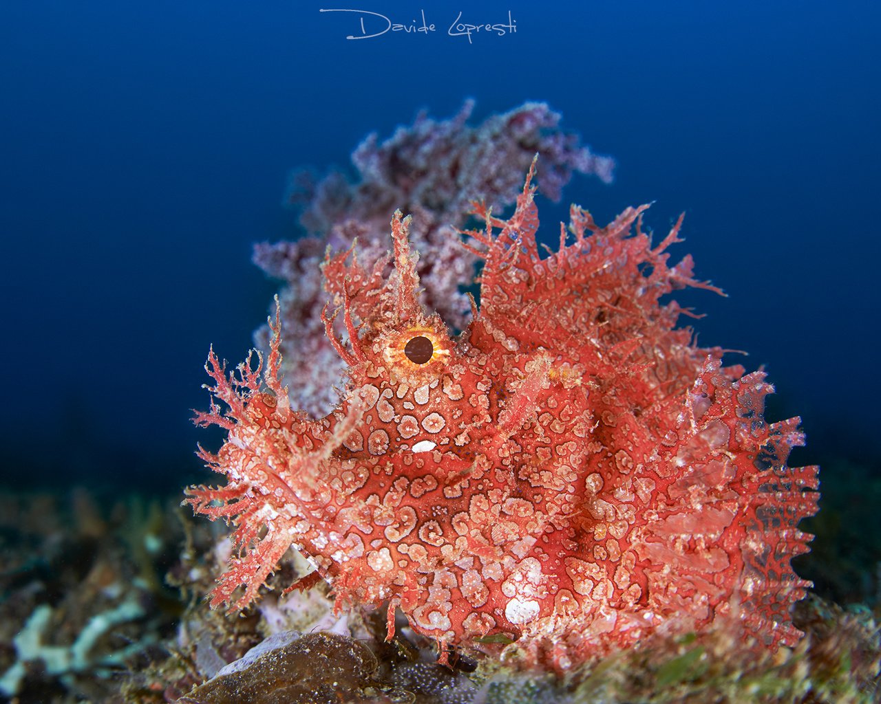 Обои океан, подводный мир, ambon scorpion fish, the ocean, underwater world разрешение 2000x1333 Загрузить