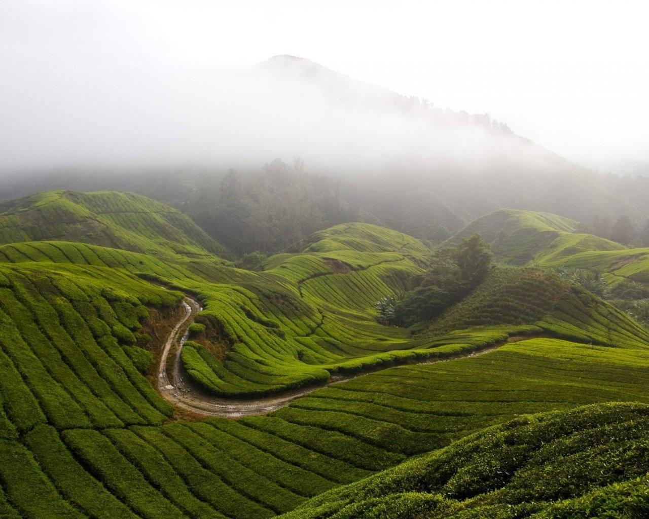 Обои трава, горы, холмы, природа, туман, малайзия, камерон-хайлендс, grass, mountains, hills, nature, fog, malaysia, cameron highlands разрешение 1920x1200 Загрузить