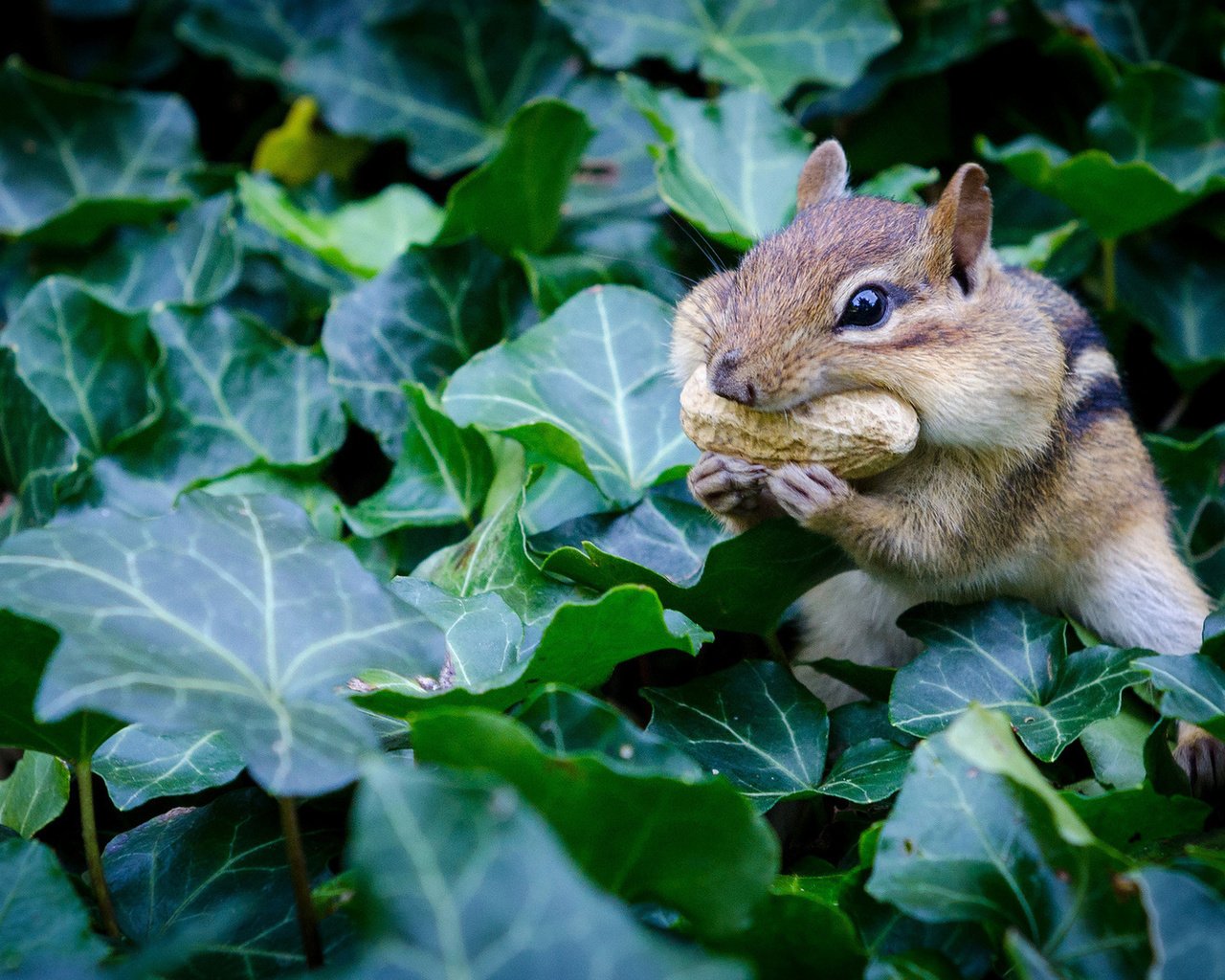 Обои листья, растение, орех, дикая природа, арахис, бурундук, грызун, leaves, plant, walnut, wildlife, peanuts, chipmunk, rodent разрешение 1920x1080 Загрузить