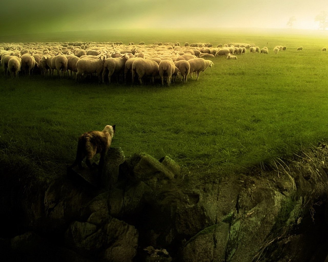 Обои зелень, пейзаж, собака, овцы, стадо, пастух, бараны, greens, landscape, dog, sheep, the herd, shepherd разрешение 1920x1080 Загрузить