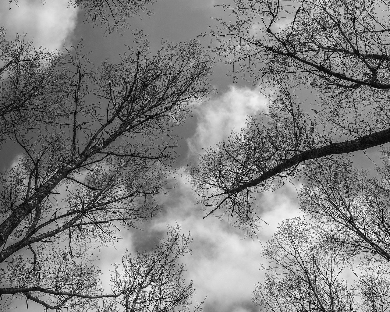 Обои небо, деревья, пейзаж, ветки, ветви, чёрно-белое, the sky, trees, landscape, branches, branch, black and white разрешение 4896x2760 Загрузить