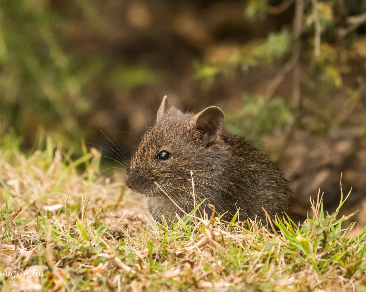 Обои трава, природа, мышь, животное, мышка, grass, nature, mouse, animal разрешение 2364x1576 Загрузить