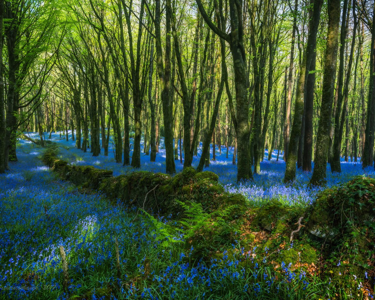 Обои цветы, деревья, лес, стволы, голубые, flowers, trees, forest, trunks, blue разрешение 5959x3916 Загрузить