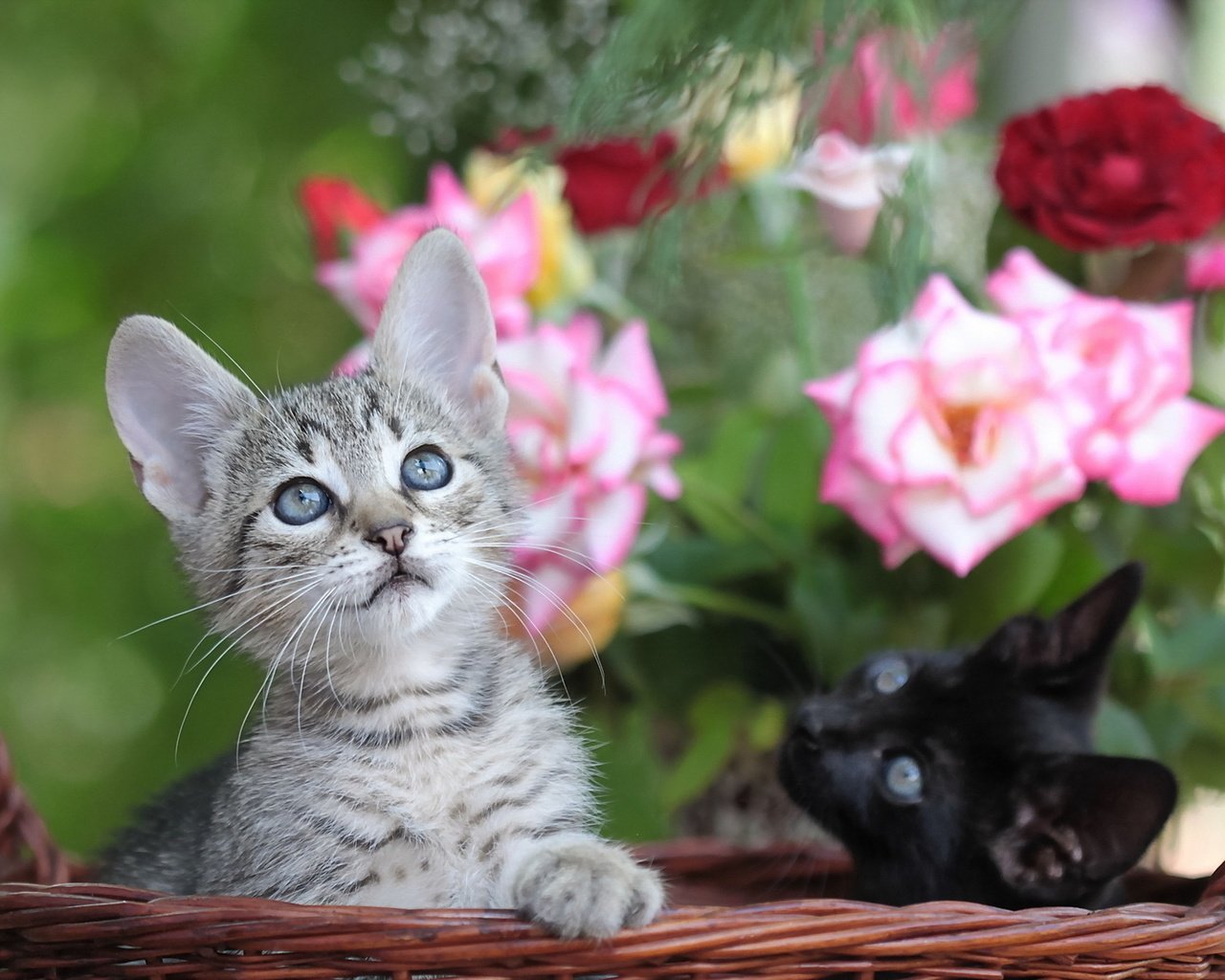 Обои цветы, мордочка, розы, взгляд, корзина, кошки, котята, flowers, muzzle, roses, look, basket, cats, kittens разрешение 1920x1200 Загрузить