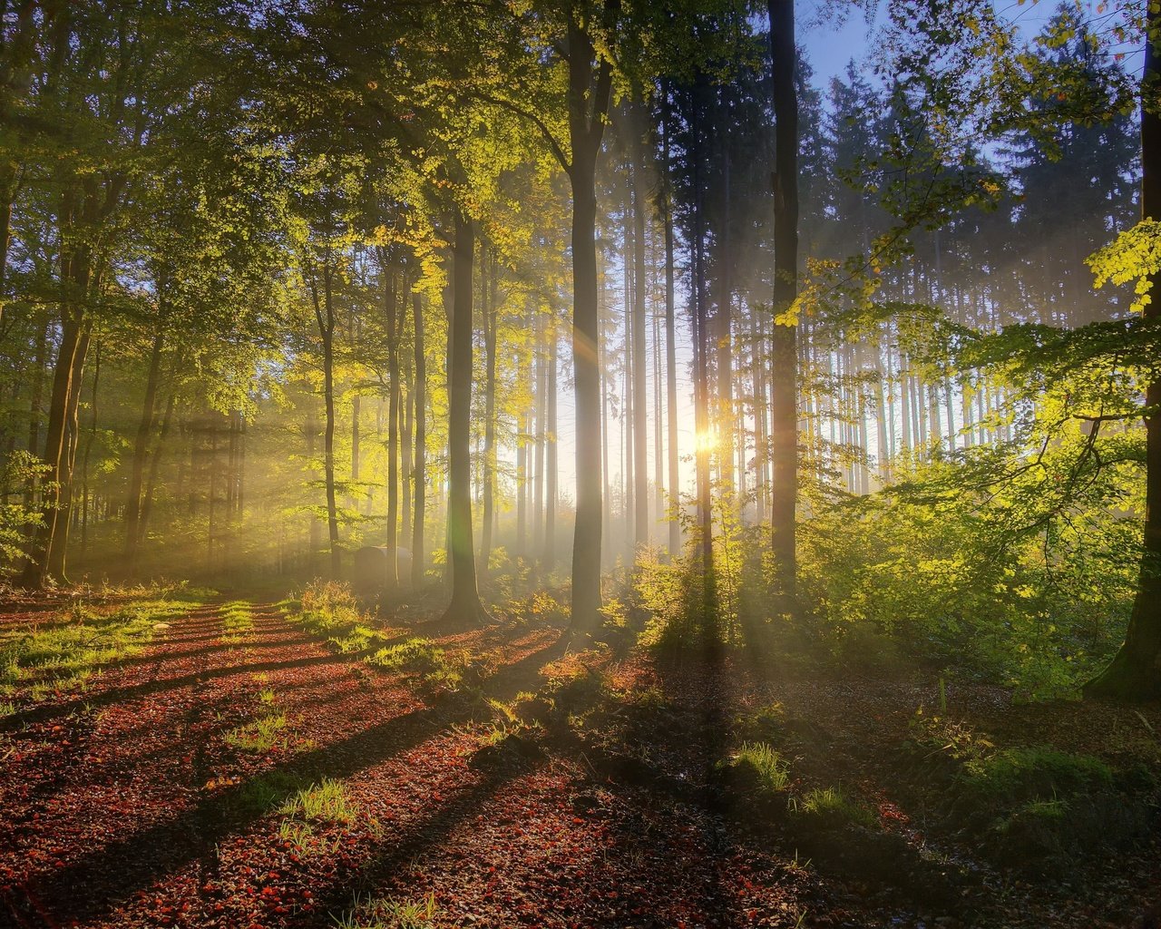 Обои деревья, природа, лес, утро, туман, солнечные лучи, trees, nature, forest, morning, fog, the sun's rays разрешение 4000x2656 Загрузить