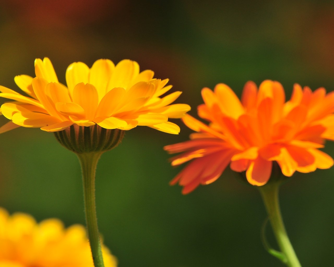 Обои цветы, лепестки, стебли, календула, flowers, petals, stems, calendula разрешение 4288x2848 Загрузить