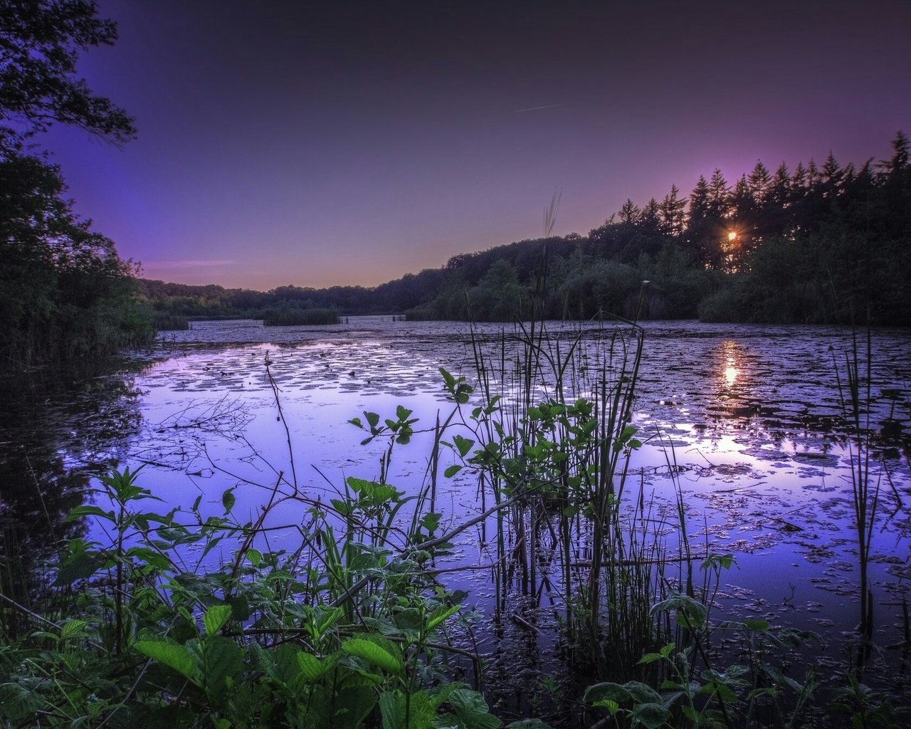 Обои трава, озеро, природа, лес, закат, grass, lake, nature, forest, sunset разрешение 2048x1342 Загрузить