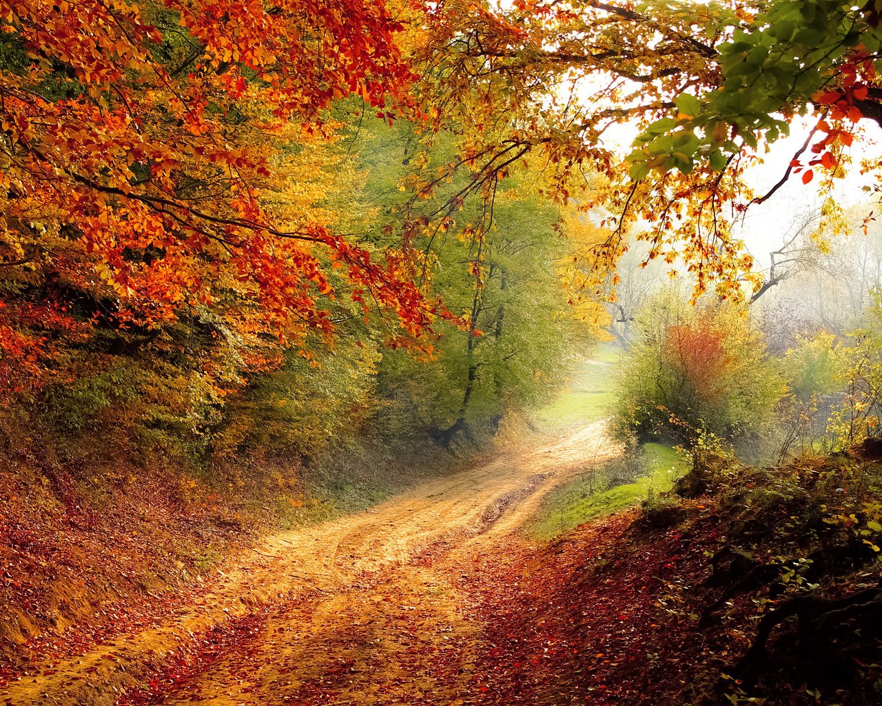 Обои свет, осень, дорога, деревья, природа, лес, пейзаж, утро, туман, light, autumn, road, trees, nature, forest, landscape, morning, fog разрешение 2880x1800 Загрузить