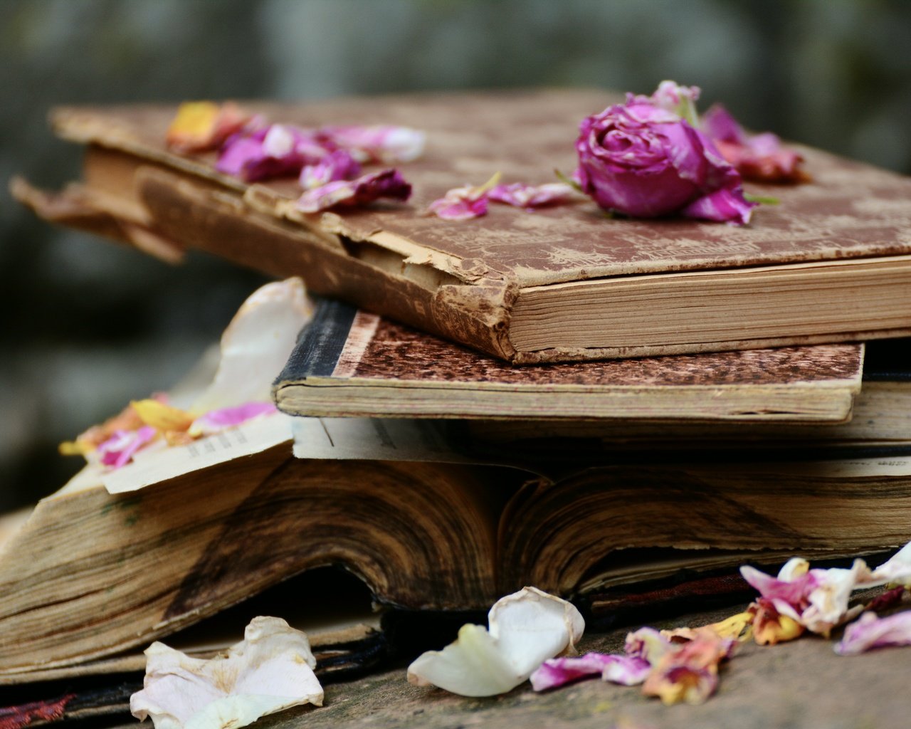 Обои цветы, розы, лепестки, книги, стопка, страницы, flowers, roses, petals, books, stack, page разрешение 6000x4000 Загрузить