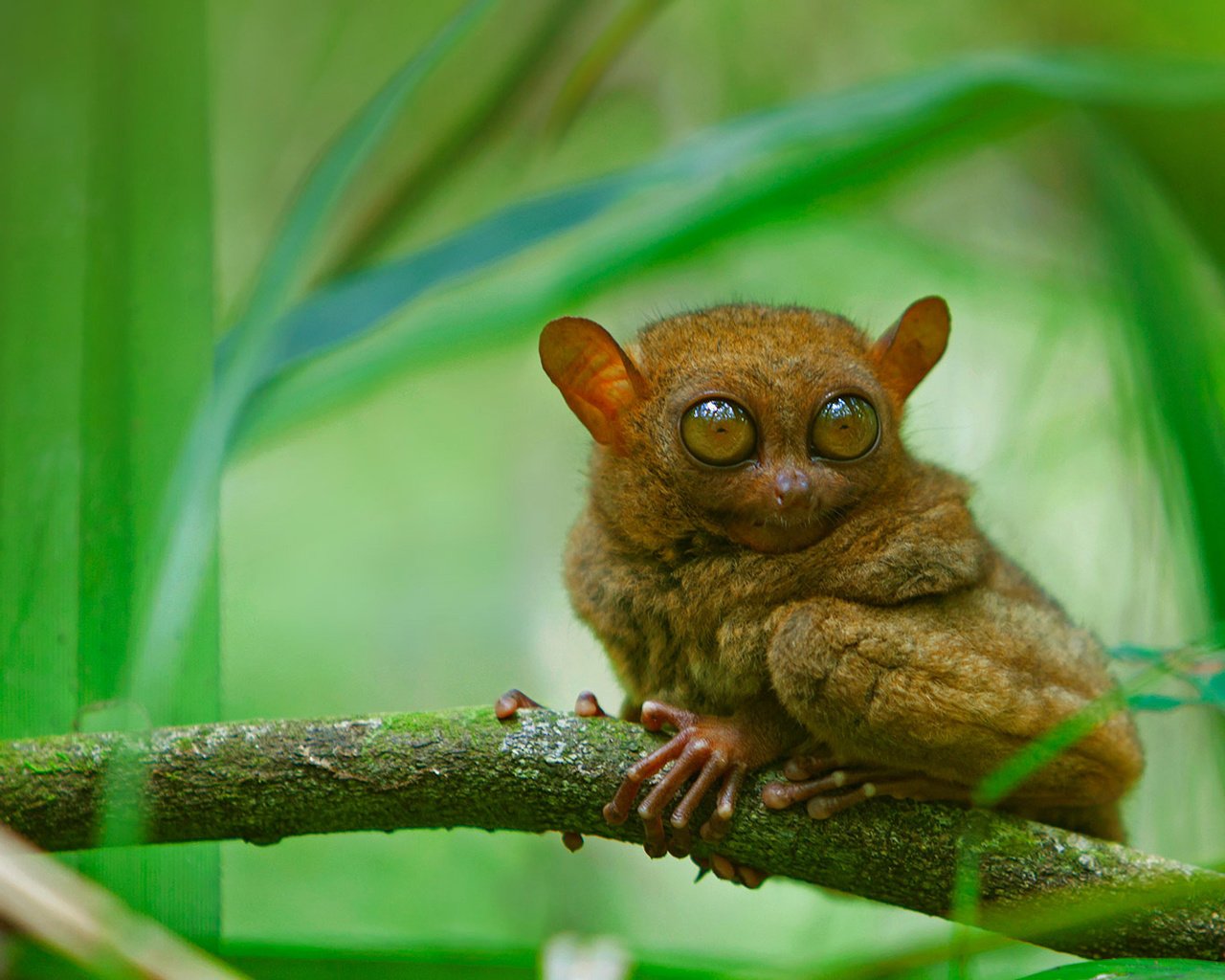 Обои глаза, ветка, мордочка, взгляд, долгопят, eyes, branch, muzzle, look, tarsier разрешение 1920x1080 Загрузить