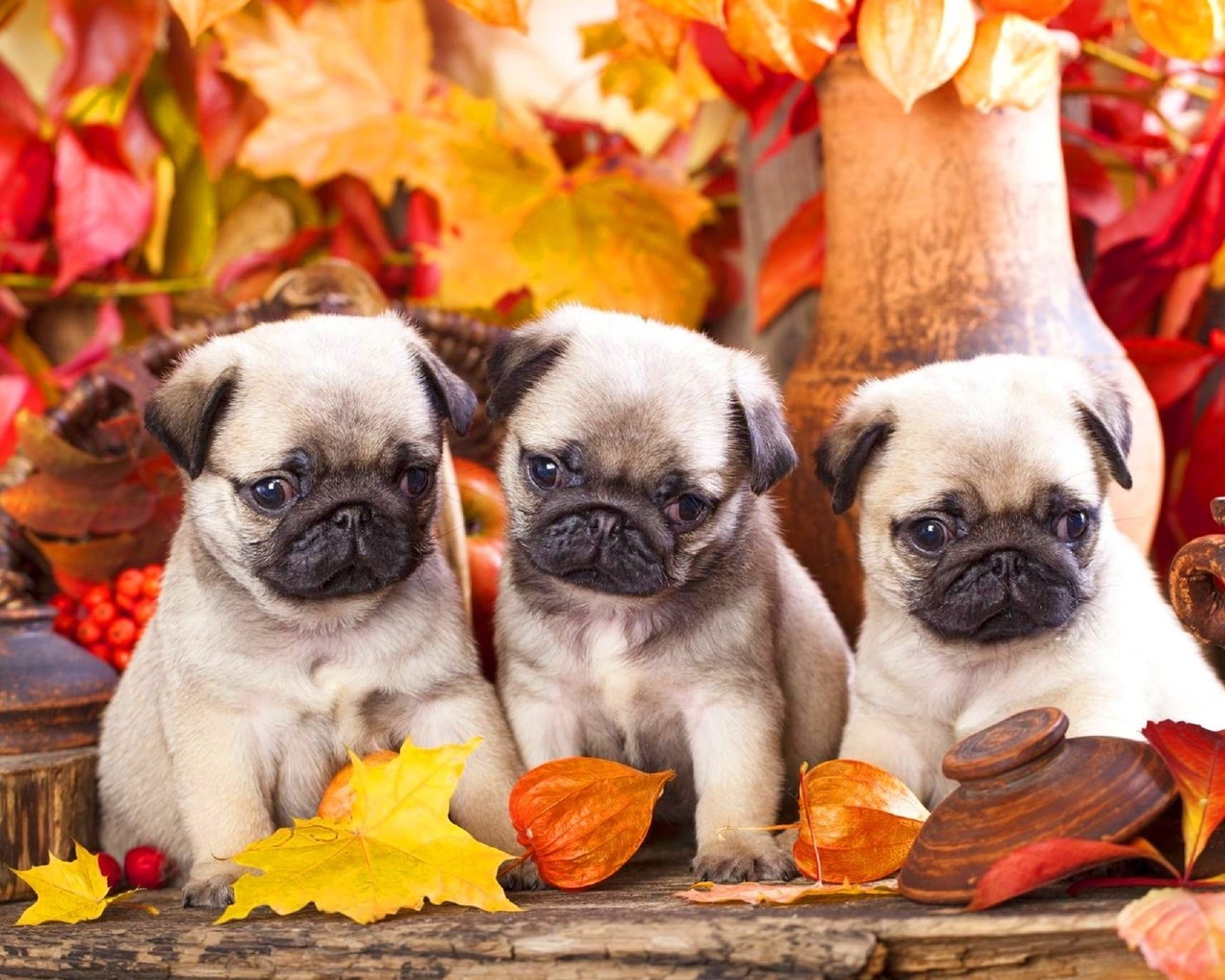 Обои листья, мордочка, взгляд, осень, щенки, собаки, мопс, leaves, muzzle, look, autumn, puppies, dogs, pug разрешение 2560x1706 Загрузить
