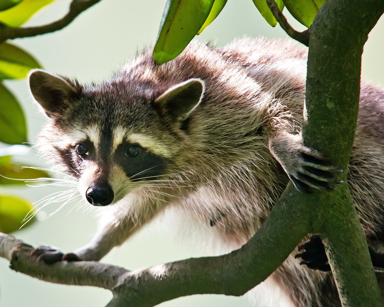 Обои ветка, мордочка, взгляд, енот, branch, muzzle, look, raccoon разрешение 2048x1335 Загрузить