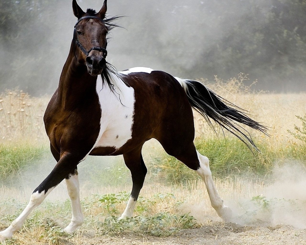 Обои лошадь, природа, пыль, конь, бег, хвост, horse, nature, dust, running, tail разрешение 1920x1200 Загрузить