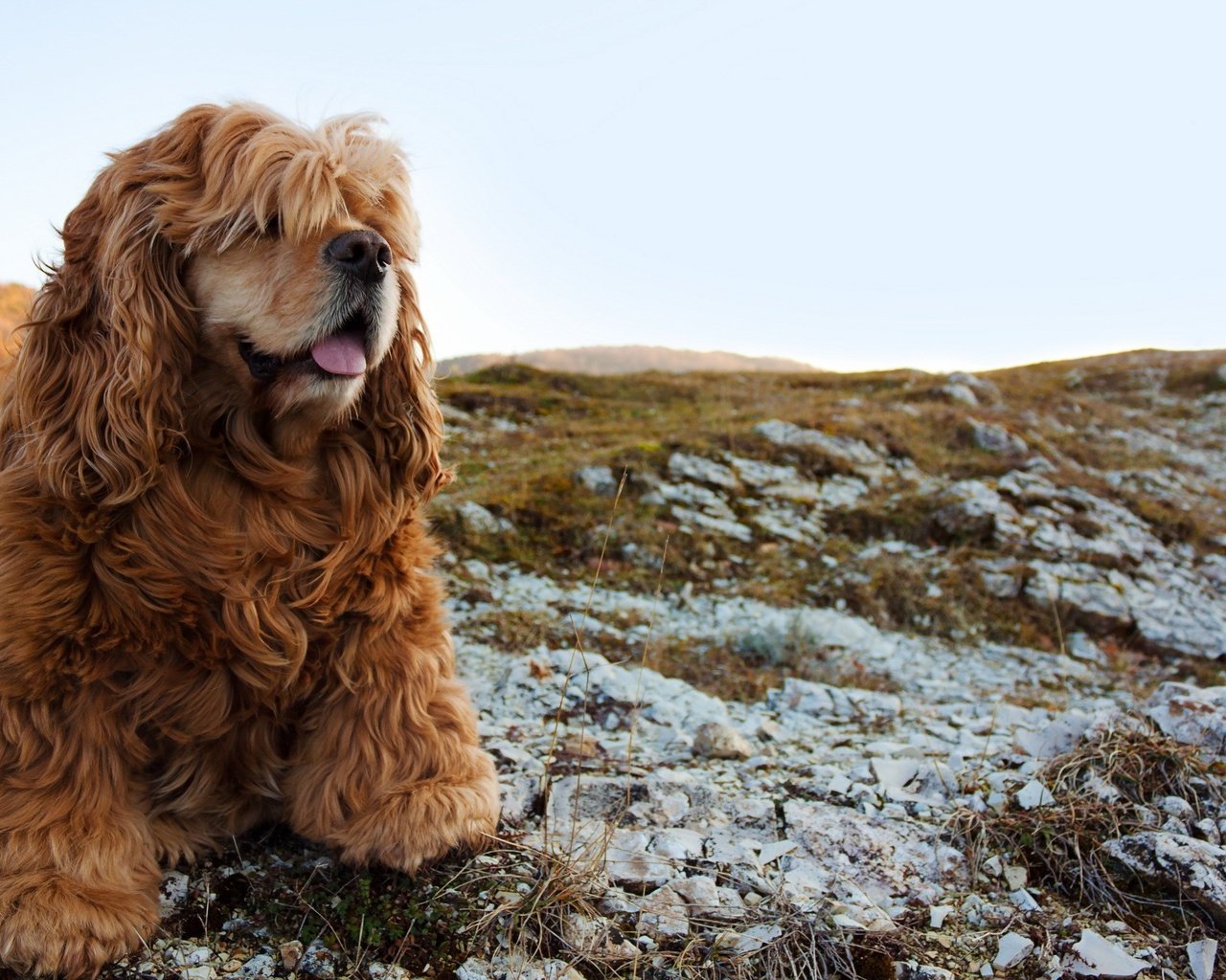 Обои взгляд, собака, спаниель, кокер-спаниель, look, dog, spaniel, cocker spaniel разрешение 2560x1600 Загрузить