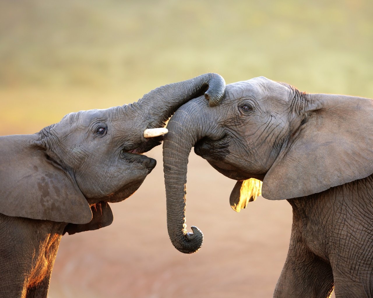 Обои животные, игра, слоны, хобот, слоненок, animals, the game, elephants, trunk, elephant разрешение 3300x2131 Загрузить