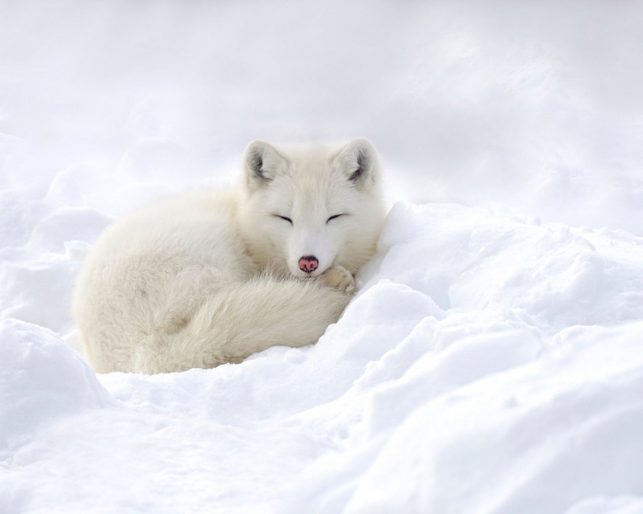 Обои снег, зима, песец, полярная лисица, snow, winter, fox, polar fox разрешение 1920x1080 Загрузить