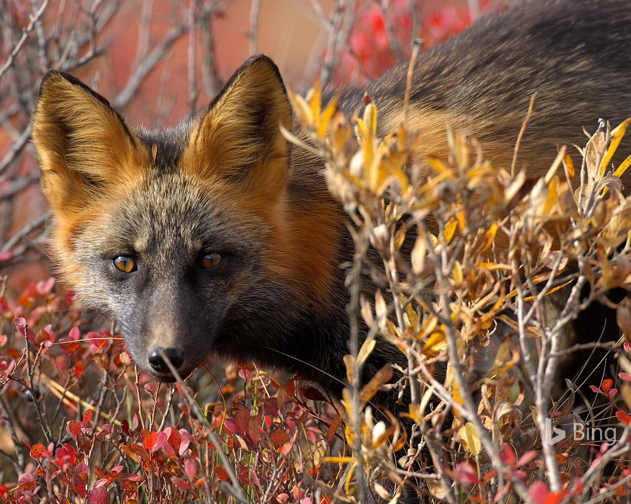 Обои глаза, природа, листья, взгляд, осень, лиса, лисица, канада, eyes, nature, leaves, look, autumn, fox, canada разрешение 1920x1200 Загрузить