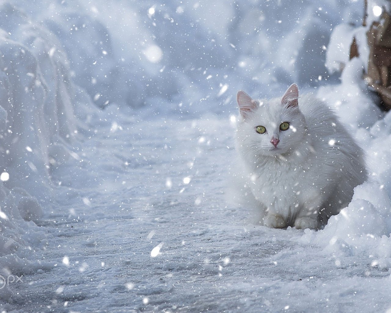 Обои глаза, снег, зима, кот, мордочка, кошка, взгляд, eyes, snow, winter, cat, muzzle, look разрешение 1920x1200 Загрузить