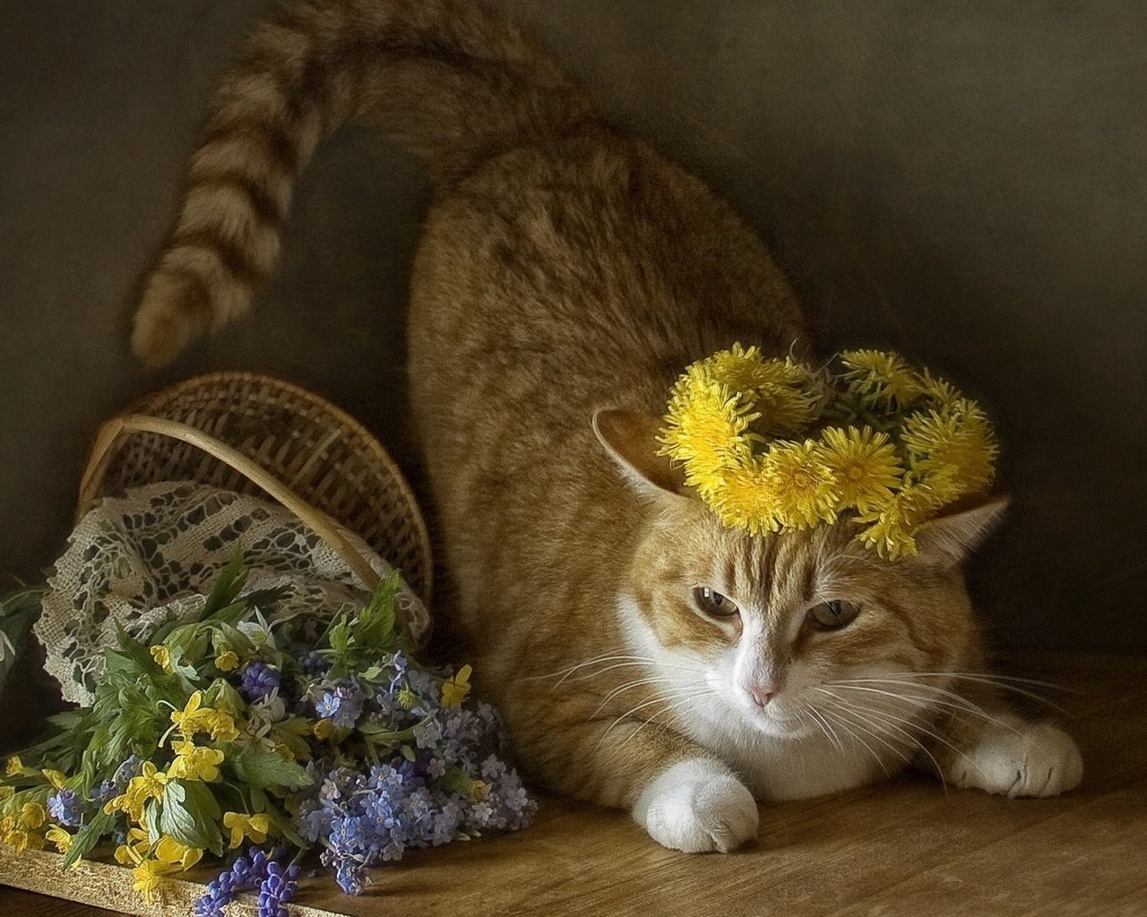 Обои кот, кошка, одуванчики, полевые цветы, венок, корзинка, cat, dandelions, wildflowers, wreath, basket разрешение 1920x1200 Загрузить