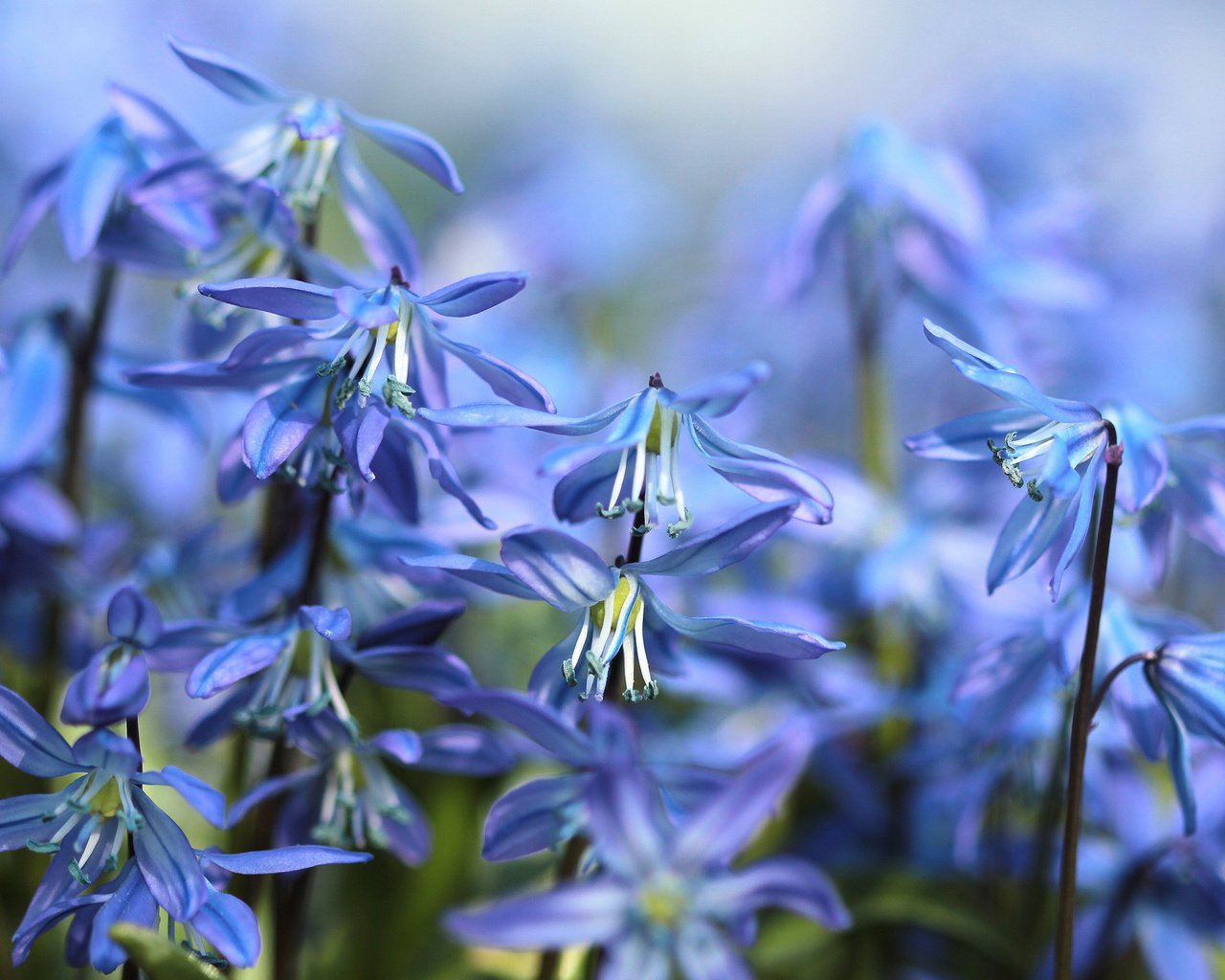 Обои цветы, весна, пролеска, flowers, spring, scilla разрешение 2880x1800 Загрузить