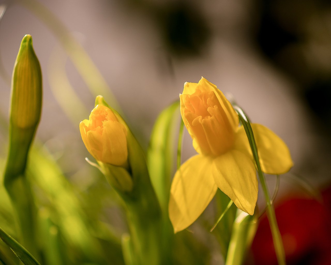 Обои цветы, бутоны, макро, весна, нарциссы, боке, flowers, buds, macro, spring, daffodils, bokeh разрешение 2048x1418 Загрузить