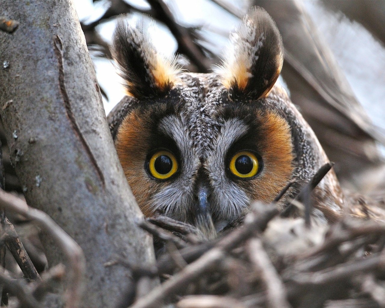 Обои сова, ветки, взгляд, птица, голова, ушастая сова, глазища, owl, branches, look, bird, head, long-eared owl, eyes разрешение 2560x1700 Загрузить