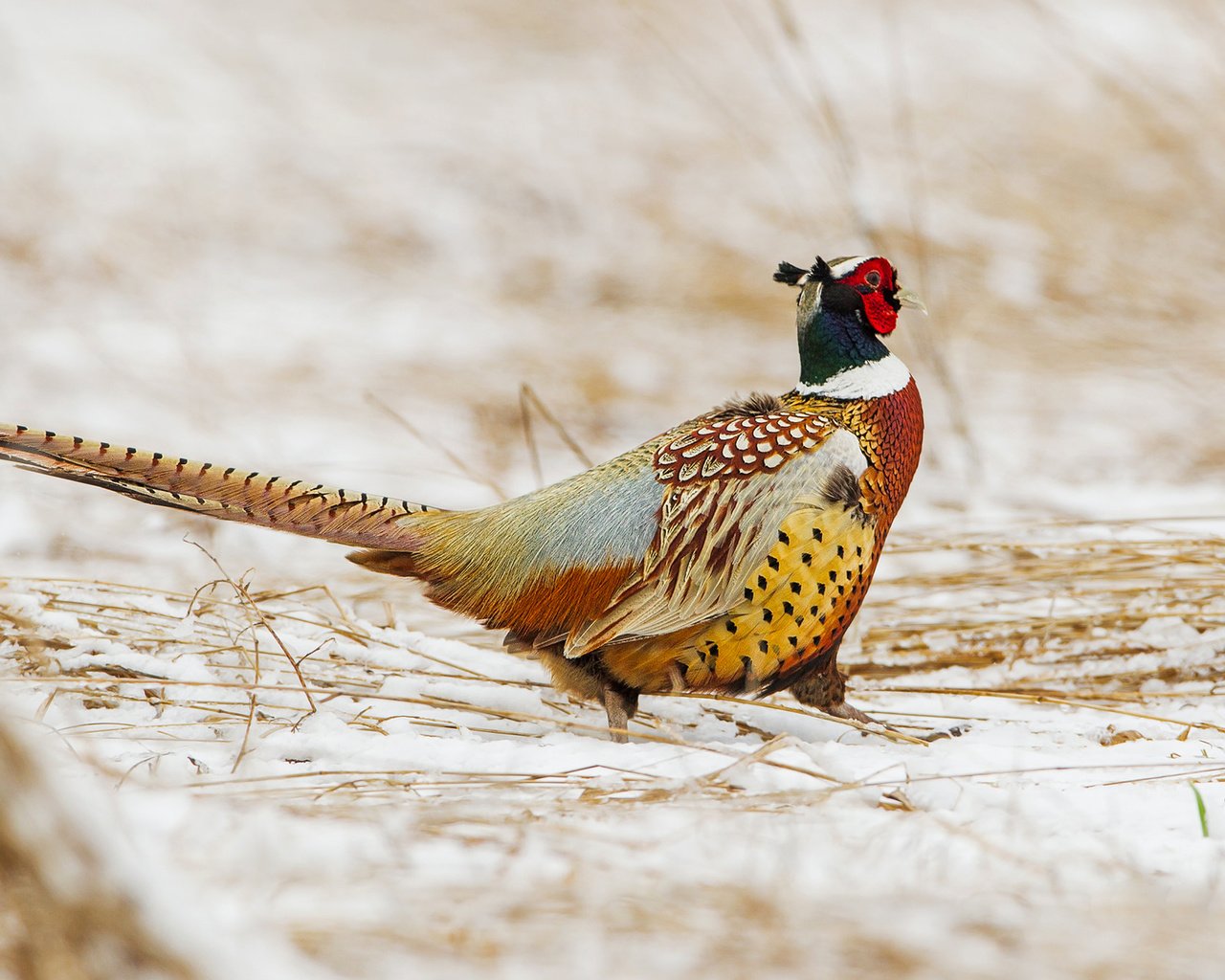 Обои снег, зима, птица, клюв, перья, хвост, фазан, snow, winter, bird, beak, feathers, tail, pheasant разрешение 1920x1277 Загрузить