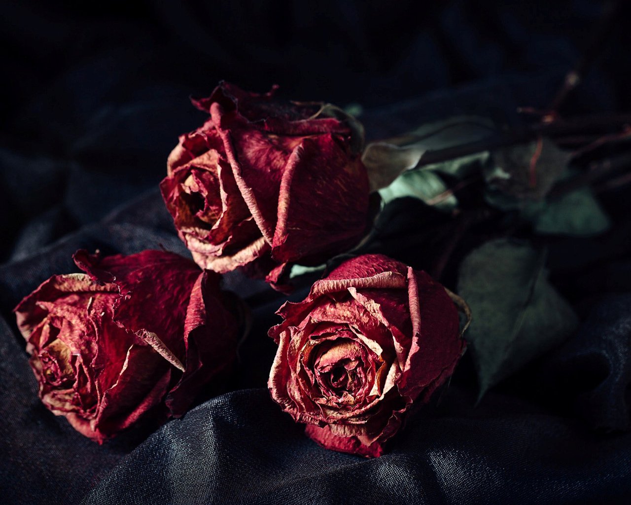 Обои цветы, розы, лепестки, черный фон, букет, сухие, flowers, roses, petals, black background, bouquet, dry разрешение 1920x1200 Загрузить