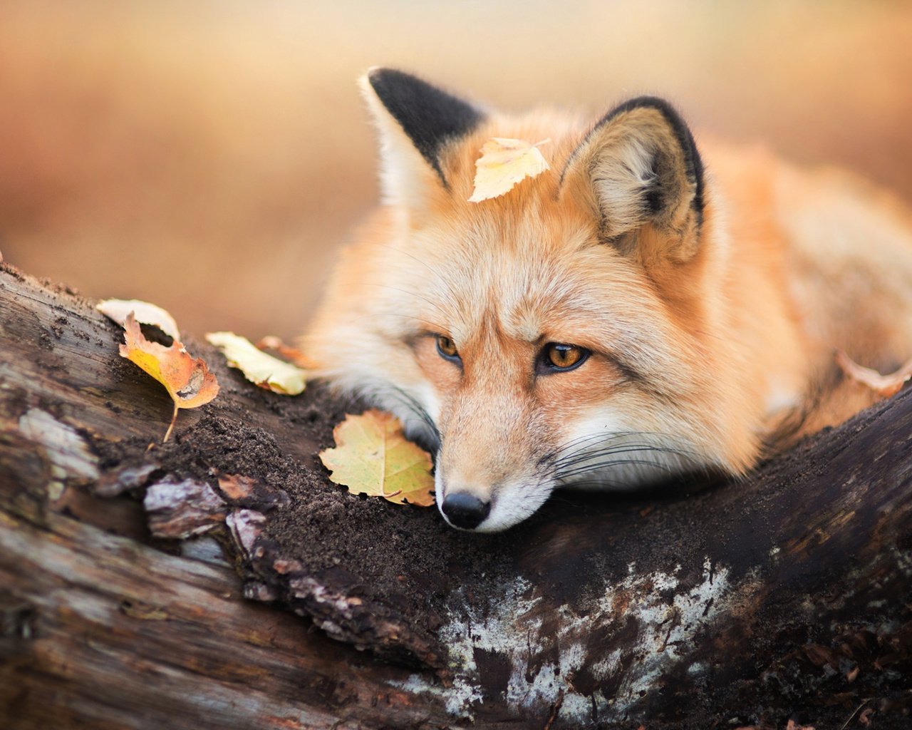 Обои дерево, листья, осень, лиса, хищник, лисица, tree, leaves, autumn, fox, predator разрешение 1920x1200 Загрузить