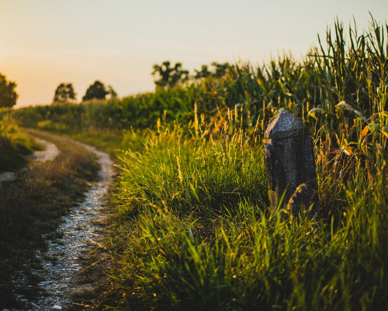 Обои дорога, трава, природа, поле, лето, road, grass, nature, field, summer разрешение 1920x1200 Загрузить