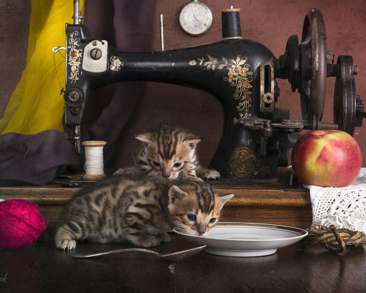 Обои кошки, котята, швейная машинка, бенгальская кошка, cats, kittens, sewing machine, bengal cat разрешение 2560x1600 Загрузить