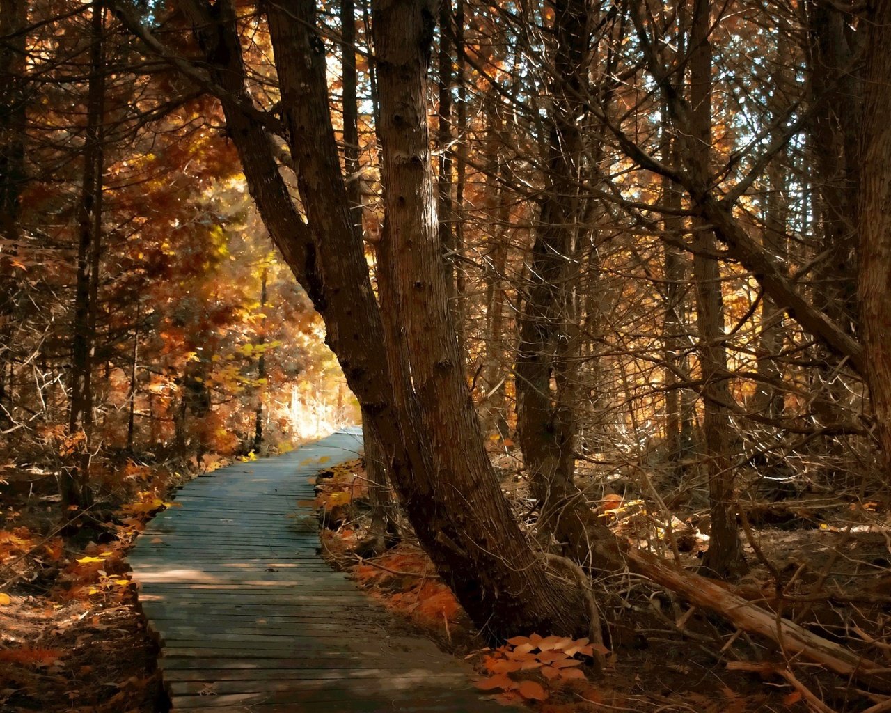 Обои дорога, деревья, природа, лес, осень, road, trees, nature, forest, autumn разрешение 1920x1200 Загрузить