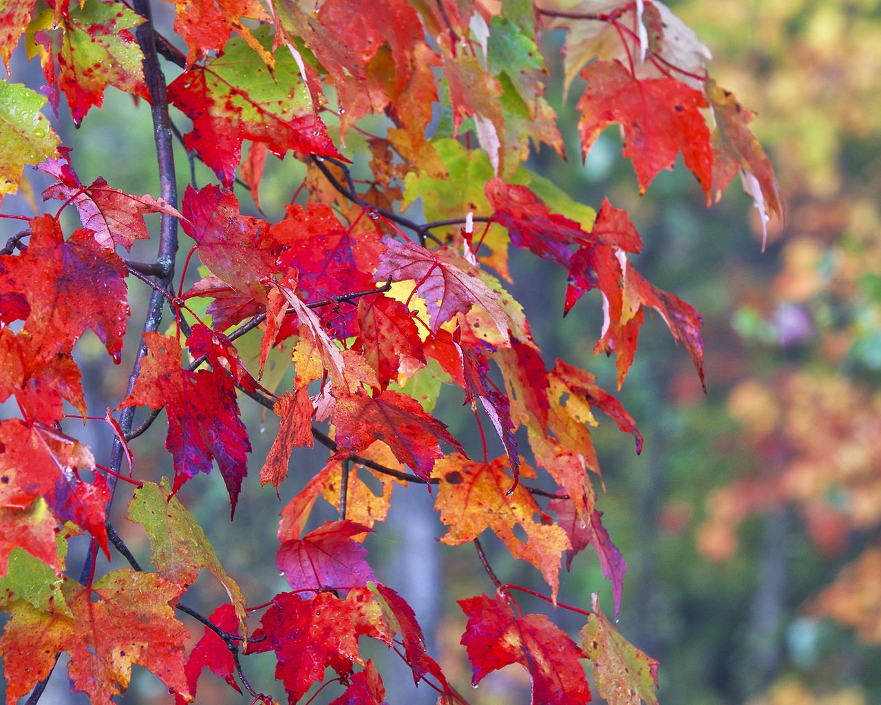 Обои листья, макро, ветки, осень, leaves, macro, branches, autumn разрешение 1920x1200 Загрузить