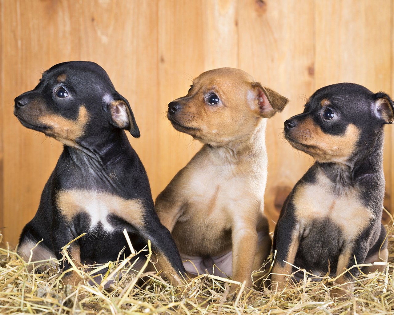 Обои щенки, собаки, чихуахуа, той-терьер, puppies, dogs, chihuahua, toy terrier разрешение 1920x1200 Загрузить