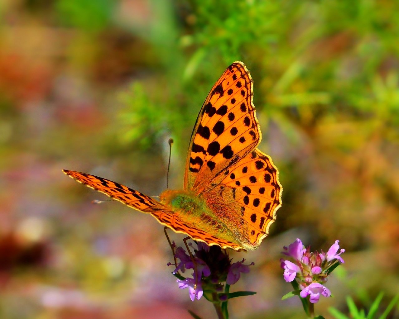Обои цветы, природа, насекомое, бабочка, крылья, flowers, nature, insect, butterfly, wings разрешение 2723x1756 Загрузить