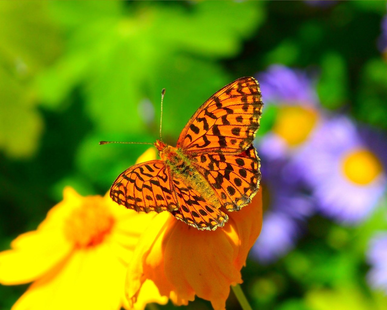 Обои цветы, насекомое, фон, бабочка, крылья, размытость, flowers, insect, background, butterfly, wings, blur разрешение 3002x1875 Загрузить