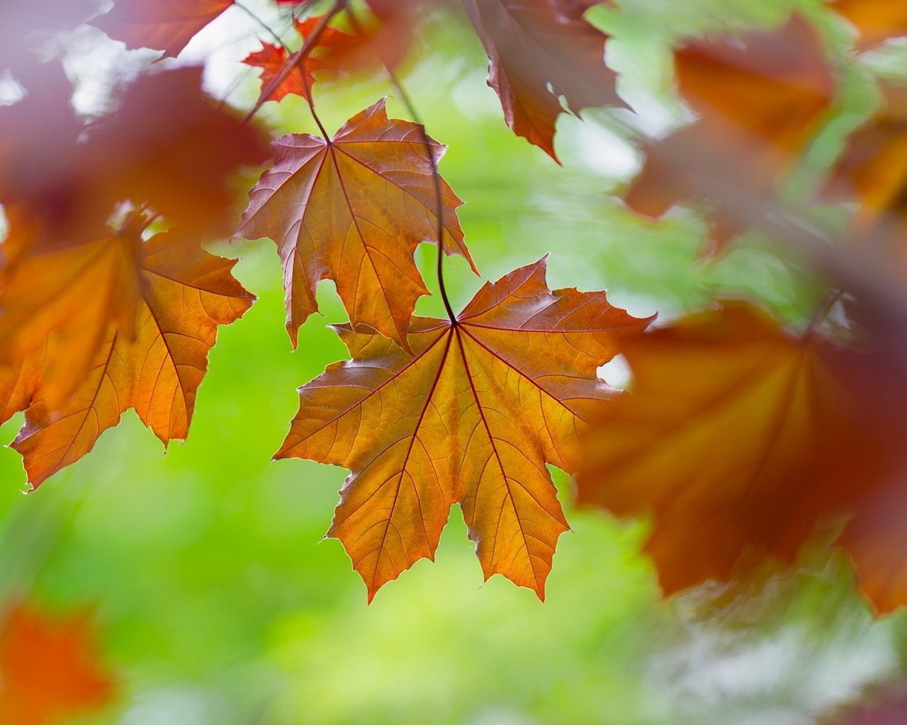 Обои листья, макро, осень, клен, leaves, macro, autumn, maple разрешение 1920x1080 Загрузить