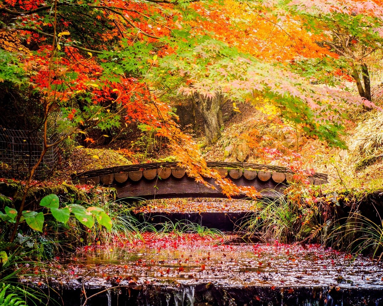 Обои деревья, листья, парк, ручей, мост, осень, япония, каскад, trees, leaves, park, stream, bridge, autumn, japan, cascade разрешение 2560x1600 Загрузить