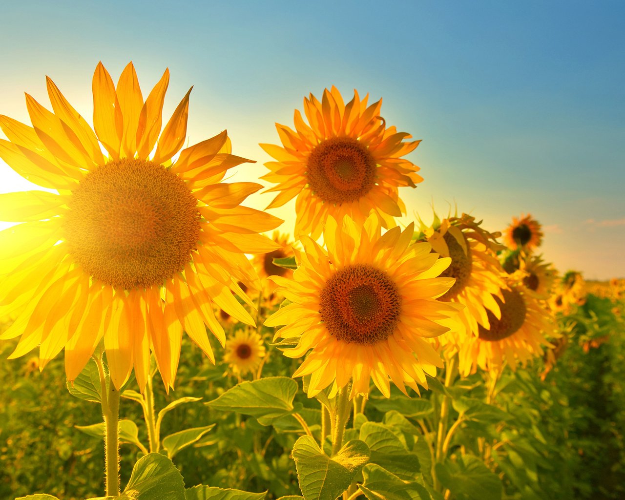 Обои небо, солнце, лучи, лепестки, подсолнухи, желтые цветы, the sky, the sun, rays, petals, sunflowers, yellow flowers разрешение 1920x1200 Загрузить